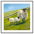 Sheep on Torr Hillside
