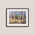 Silver Birches in Summer